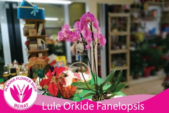 Lule Orkide Fanelopsis ngjyra Lejla nga Albania Flower Shop Berat