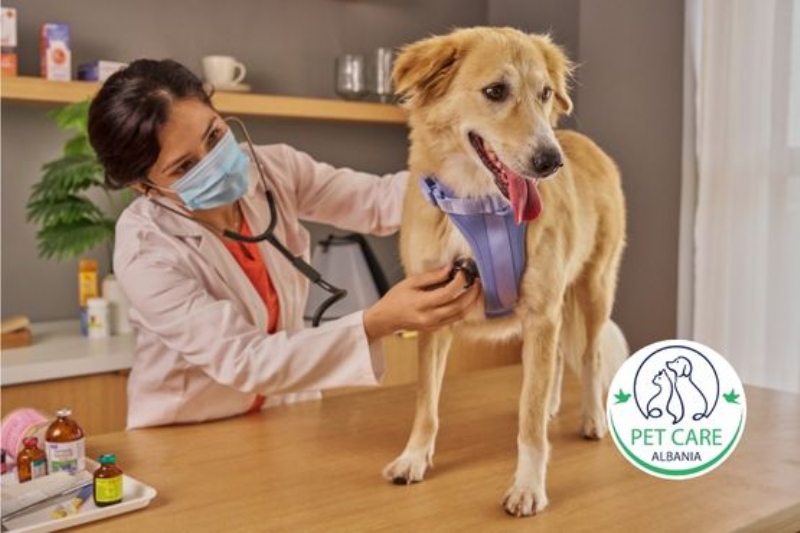 kirurgji per qene Tirane, sterilizim qeni ne Myslym Shyri, kastrim qeni Astir, operacion qeni prane meje, kirurg veterinar Tirane, nderhyrje kirurgjikale qeni, kujdes post-operator qeni, kirurgji emergjente kafshem, veteriner per operacione qeni