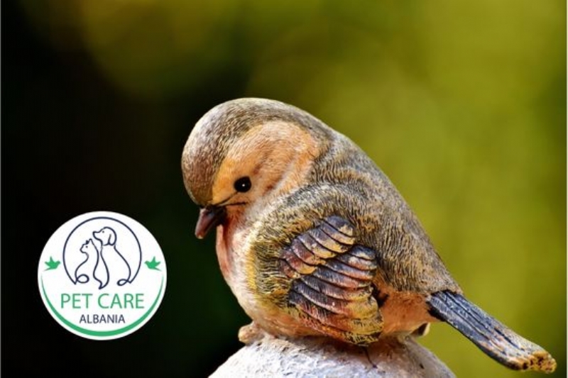 kujdes veterinar per shpende egzotike Tirane, trajtim papagajsh afrikan Tirane, kujdes per zogj tropikale Tirane, konsulta per shpende te rralle Tirane, ushqim profesional per shpende Tirane, trajtim stres zogjsh Tirane