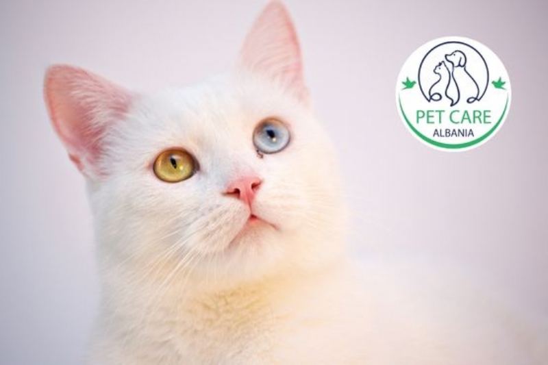 Trajtim per infeksione per mace, trajtim kunder paraziteve per mace, kurim per infeksione lekure per mace, trajtim per semundje bakteriale per mace, kujdes per plaget e maceve, infeksione te macet, semundjet e maceve