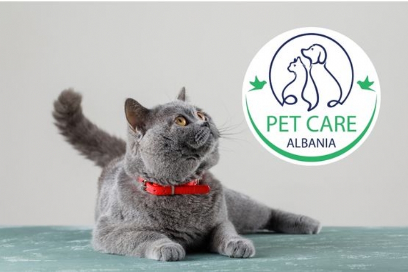 Mikročip dhe regjistrim identifikimi per mace, Pasaporte veterinare per udhetime per mace, Konsultim per sjelljen e maces agresive, macok agresiv, sjellja e macokut agresive, kujdes intensive per macet, certifikat udhetimi per mace